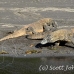 dragon_komodo_hsb_rinca_h_0299_kom1642.jpg